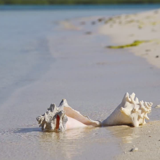 Costal | Sea Collection